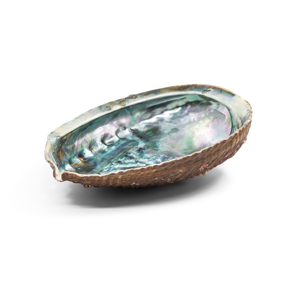 Smudging Accessories - Abalone Shell - Yogavni