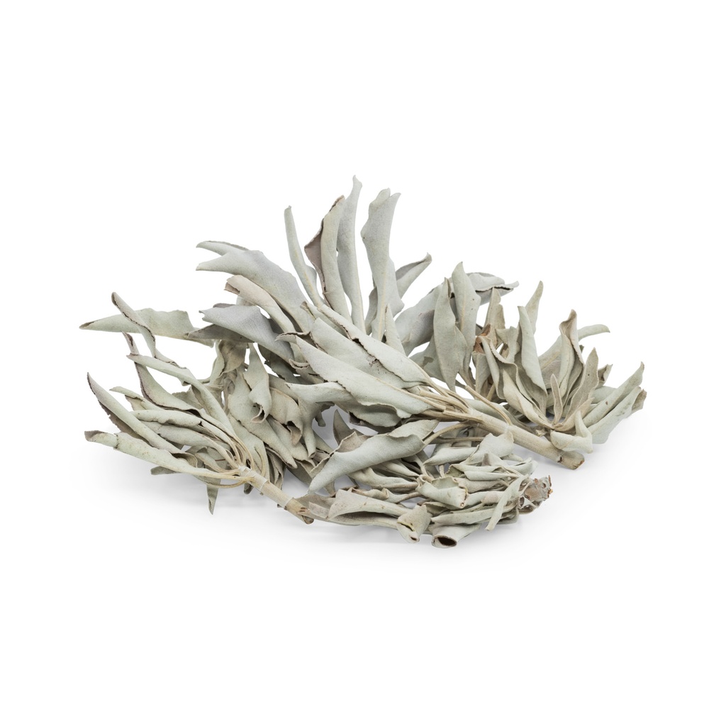 White Sage - Leaves 1oz/30gr - 1pc - Yogavni