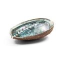 Smudging Accessories - Abalone Shell - Yogavni