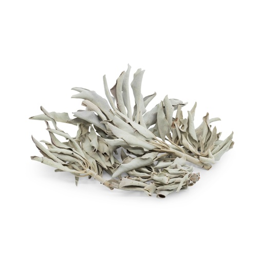 [638872911836] White Sage - Leaves 1oz/30gr - 1pc - Yogavni